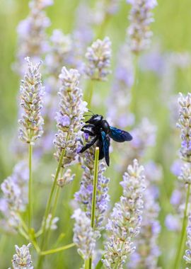 Insect on a flower