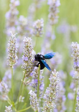 Insect on a flower