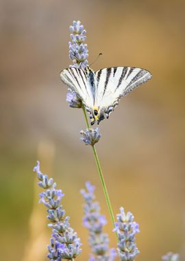 Insect on a flower