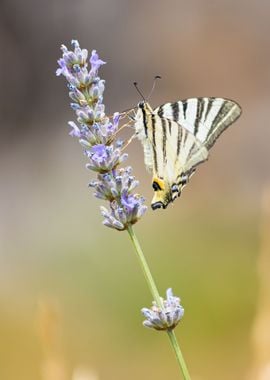 Insect on a flower