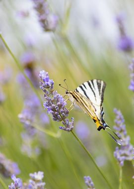 Insect on a flower