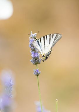 Insect on a flower