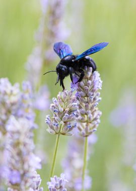 Insect on a flower