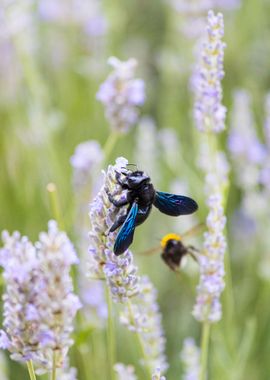 Insect on a flower