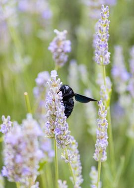 Insect on a flower