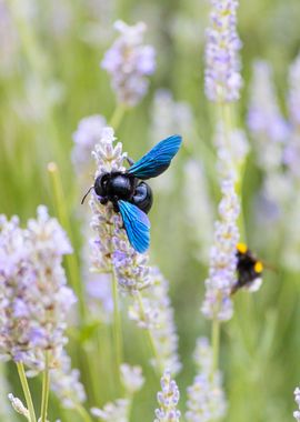 Insect on a flower