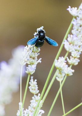 Insect on a flower