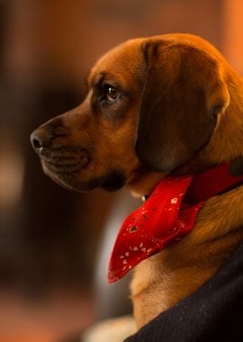 Cute Beagle Puppy