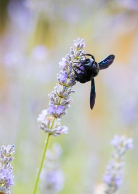 Insect on a flower