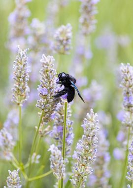 Insect on a flower