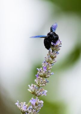 Insect on a flower