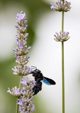 Insect on a flower