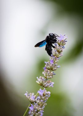 Insect on a flower