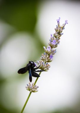 Insect on a flower