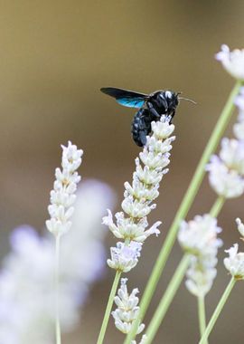 Insect on a flower