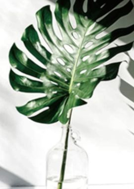 Green Leaves Monstera