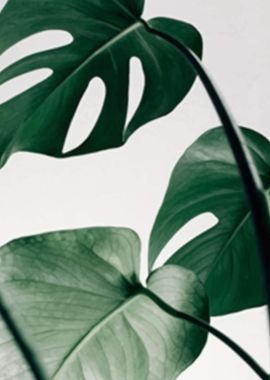 Green Sheets Monstera