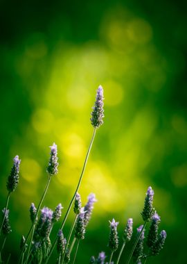 Green Lavender