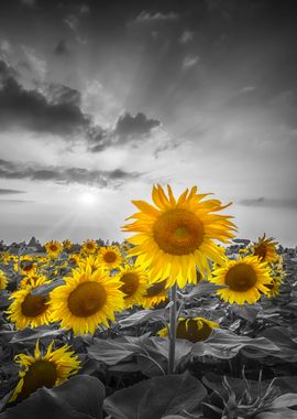 Sunflower field colorkey