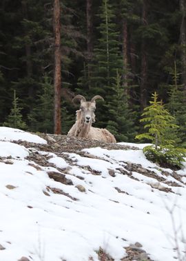 Mountain sheep 