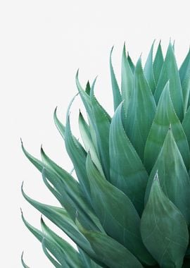 Minimal Agave 1