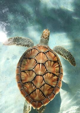 Sea Turtle underwater