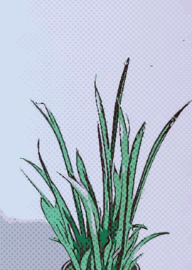 Sansevieria Bacularis