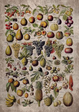 Vintage Fruits Nuts Art 