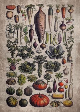 Vintage Vegetable Art