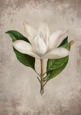 Vintage Magnolia flower