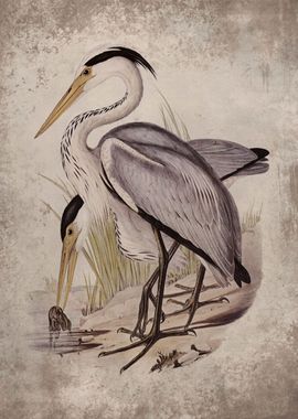 Vintage Great Grey Heron