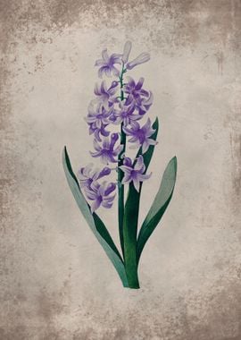 Vintage purple hyacinth