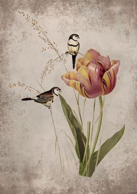 Bicheno Finch and Tulip