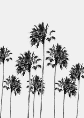 Black White Palm Trees 1