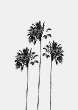 Black White Palm Trio 1