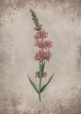 Loosestrife Herb Flower 