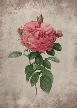 Vintage Red Pink Rose Art