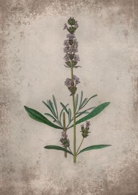 Lavender Herb Flower