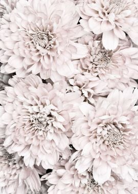 Chrysanthemum No 09