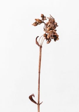 Dried brown plant