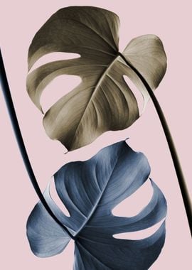 Monstera Pink Light 02