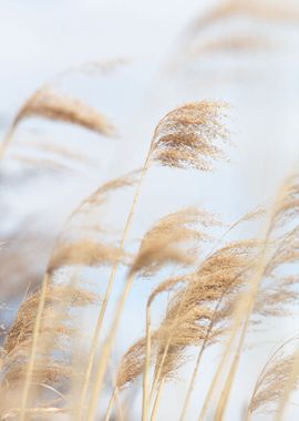 Grass Reed and sky