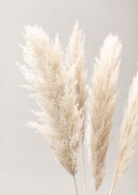 Pampas Grass Grey