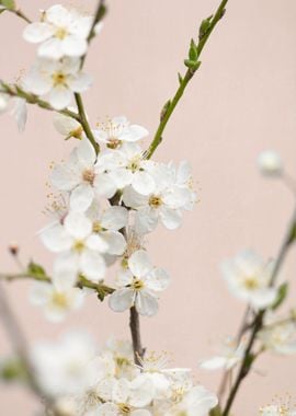 Cherry tree flowers