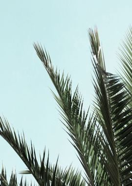 Palm leaves and sky