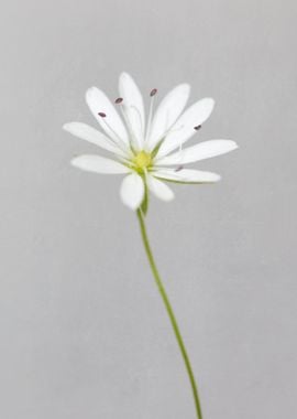 Small white flower