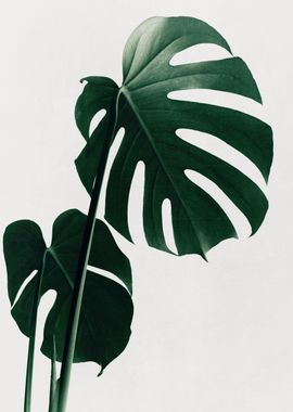 Monstera Natural 16