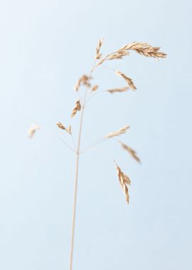 Dried single grass straw