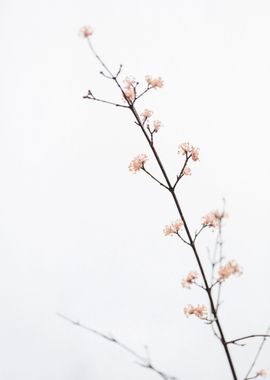 Twig with small flowers