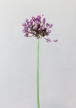 Chive flower